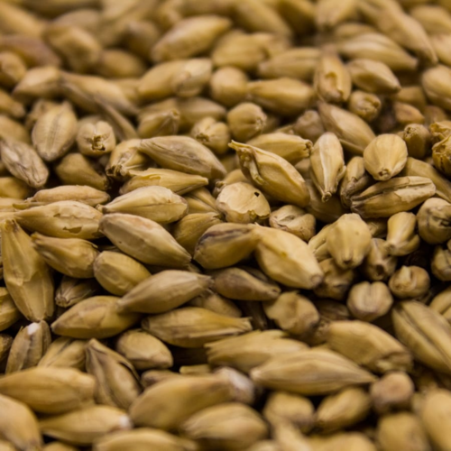 Barke® Pilsner Malt | Weyermann® Specialty Malts (5 LB Bag)